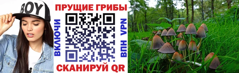 Галлюциногенные грибы Cubensis  сайты даркнета состав  Энем  наркошоп 